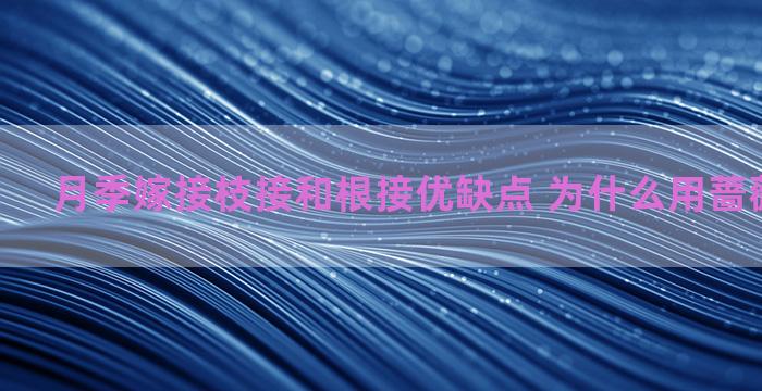 月季嫁接枝接和根接优缺点 为什么用蔷薇嫁接月季